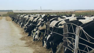 Cows In Barn Behind The Fence Milk Cows In Barn Cows On Dairy