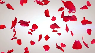 Falling Red Rose Petals On White Background Motion Background