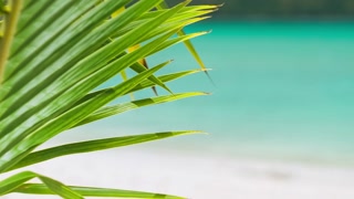 Detail Trunk Of Palm Tree Stock Video Footage Videoblocks